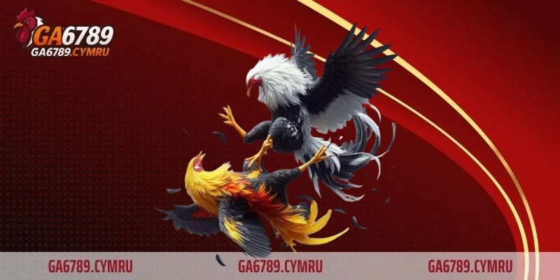 Kiểm tra tình trạng gà