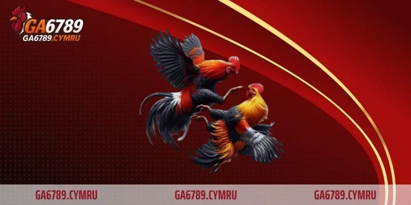 Thuốc nuôi gà đá – Bí quyết giúp chiến kê sung mãn nhất