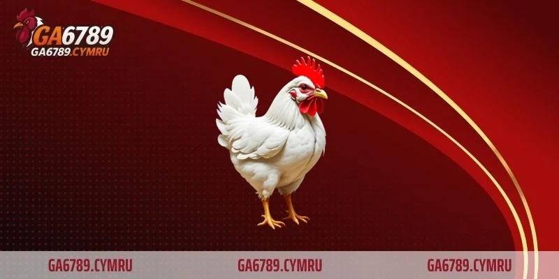 Cách chọn gà chọi chuẩn xác cho sư kê muốn thắng lớn