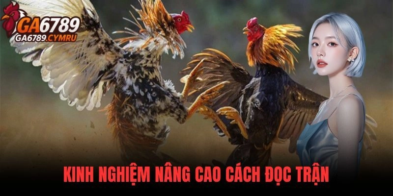 Những Sai Lầm Khi Chơi Đá Gà khi thiếu kiên nhẫn